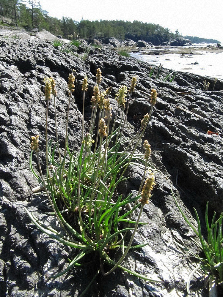 Image of Plantago maritima specimen.