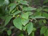 Syringa pubescens подвид julianae. Часть ветви. Чехия, Пругонице (Průhonice), дендрологический парк. 29.07.2014.