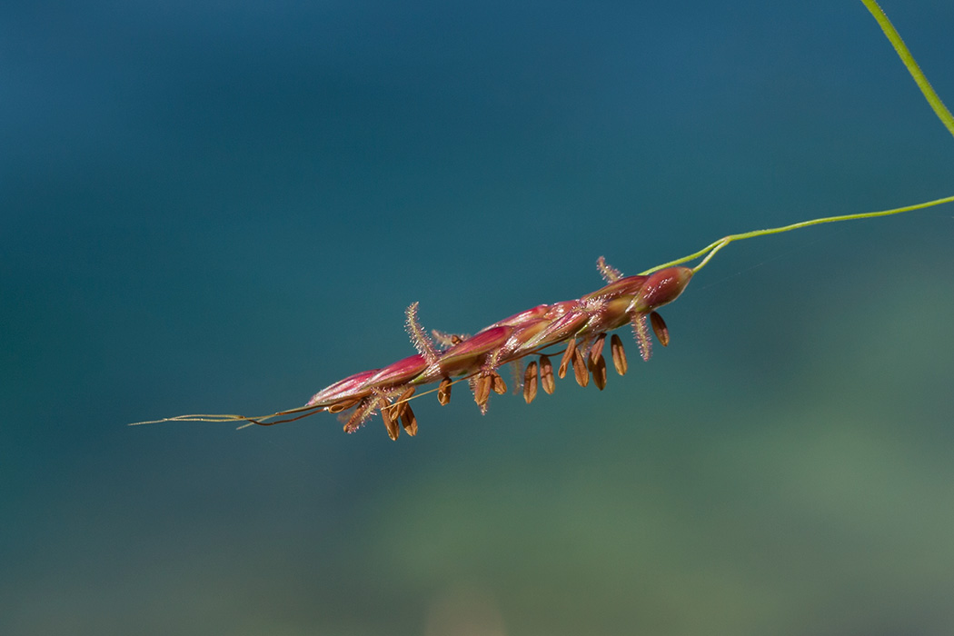 Image of Sorghum halepense specimen.