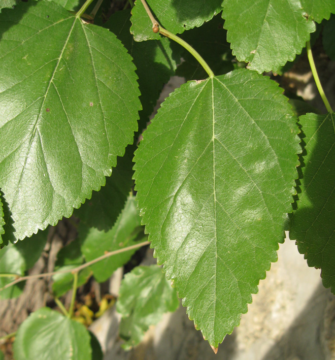 Image of Morus alba specimen.