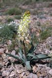 Eremurus lactiflorus. Цветущее растение. Южный Казахстан, горы Алатау (Даубаба), Западное ущелье, пер. Западный. 1550 м н.у.м. 19.05.2014.