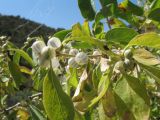 Lonicera nummulariifolia. Плодоносящая ветвь растения. Южный Казахстан, Зап. Тянь-Шань, Угамский хр., верховья ущ. Сайрам-Су, ≈ 2000 м н.у.м. 20 августа 2015 г.