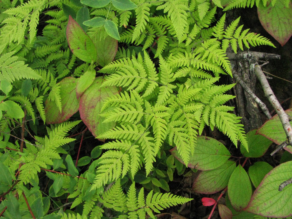 Image of Gymnocarpium jessoense specimen.