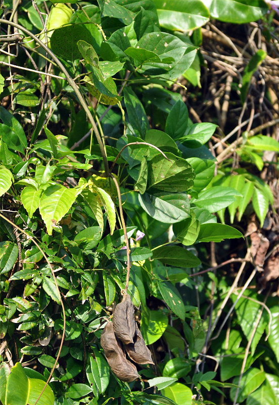 Image of Canavalia cathartica specimen.