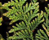 Thuja occidentalis. Ветвь с молодыми листочками (культивар \"Wareana Lutescens\"). Московская обл., Раменский р-н, окр. дер. Хрипань, садовый участок. 02.06.2015.