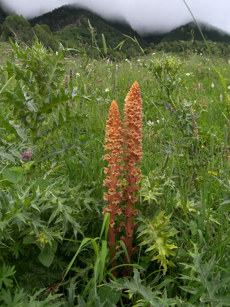 Image of Orobanche centaurina specimen.