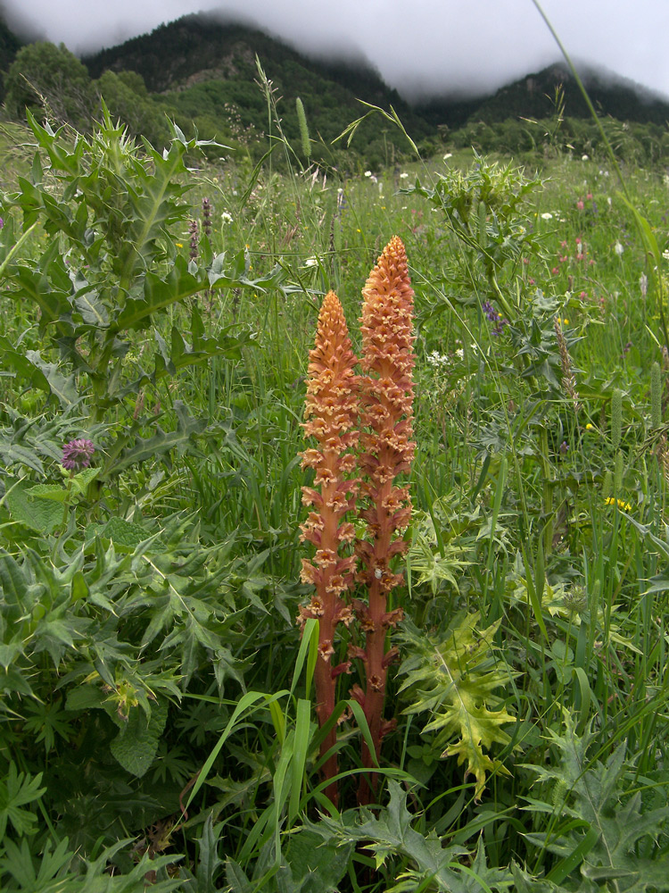 Изображение особи Orobanche centaurina.