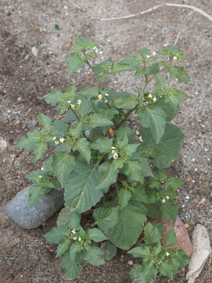 Изображение особи Solanum nigrum.