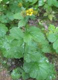 Geum macrophyllum