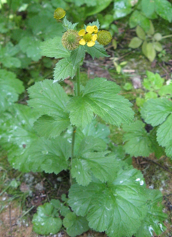 Image of Geum macrophyllum specimen.
