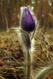 Pulsatilla patens. Расцветающее растение. Новгородская обл., Боровичский р-н, западнее г. Боровичи, сосновый лес. 02.05.2015.
