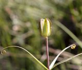 Fritillaria walujewii