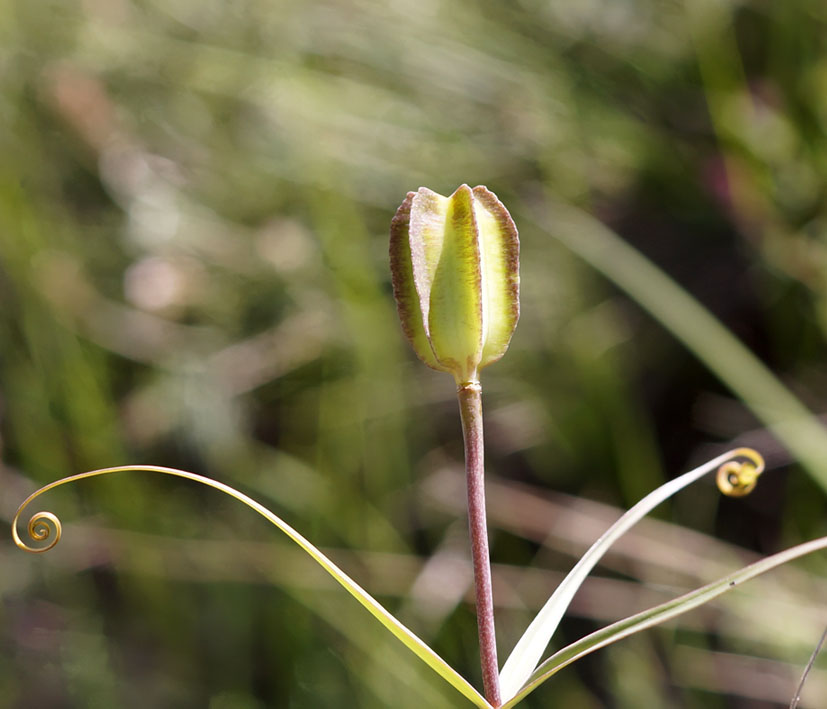 Изображение особи Fritillaria walujewii.