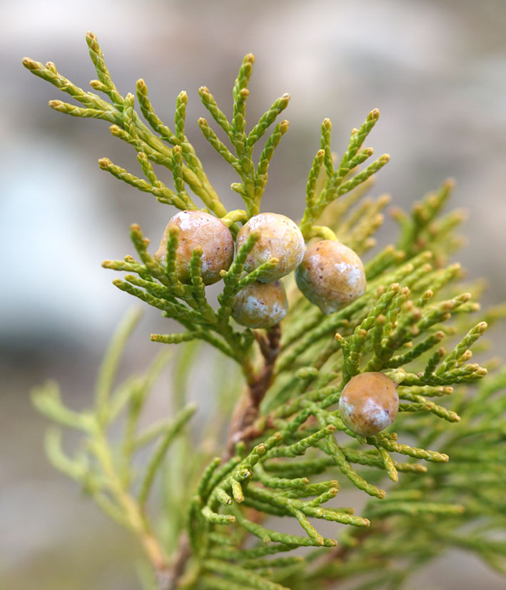 Image of Juniperus sabina specimen.