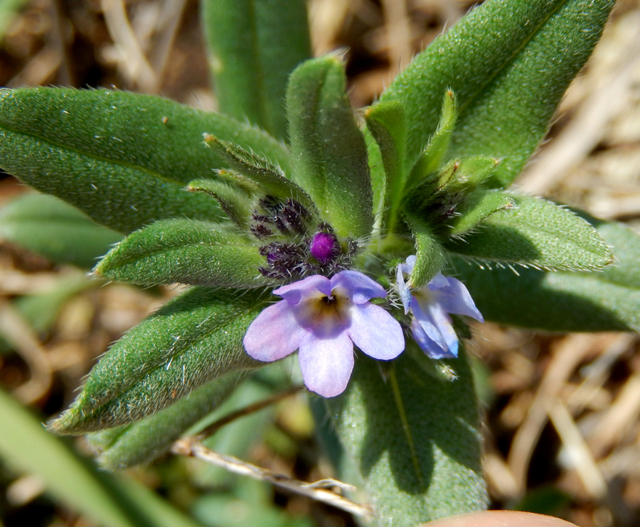 Image of Buglossoides arvensis specimen.