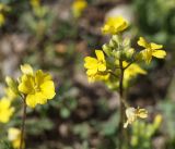 Chorispora sibirica. Верхушки побегов с соцветиями. Кыргызстан, Нарынская обл., правый берег р. Нарын ниже впадения р. М. Нарын. 24.04.2015.