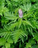 Pedicularis atropurpurea. Верхушка расцветающего растения. Карачаево-Черкесия, окр. пос. Архыз, хребет Абишира-Ахуба, ≈ 1800 м н.у.м., субальпийский луг у верхней границы леса. 17.06.2015.