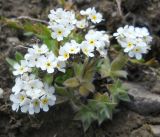Eritrichium villosum