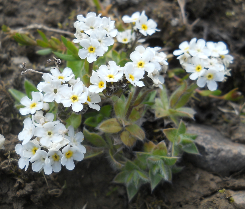 Изображение особи Eritrichium villosum.