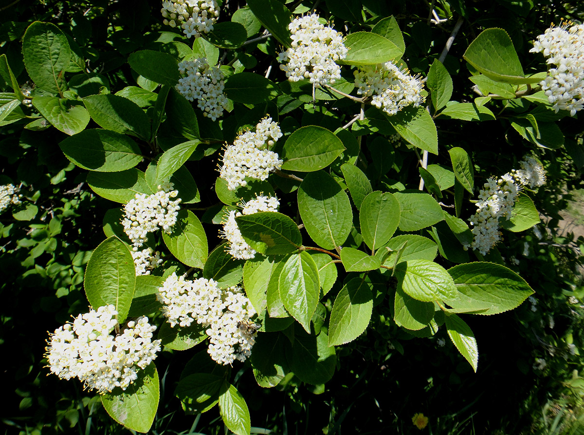 Image of Viburnum burejaeticum specimen.
