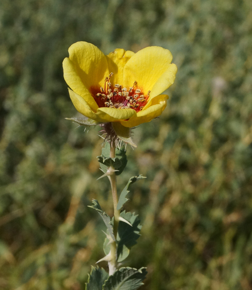 Изображение особи Rosa persica.