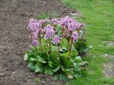 Bergenia crassifolia