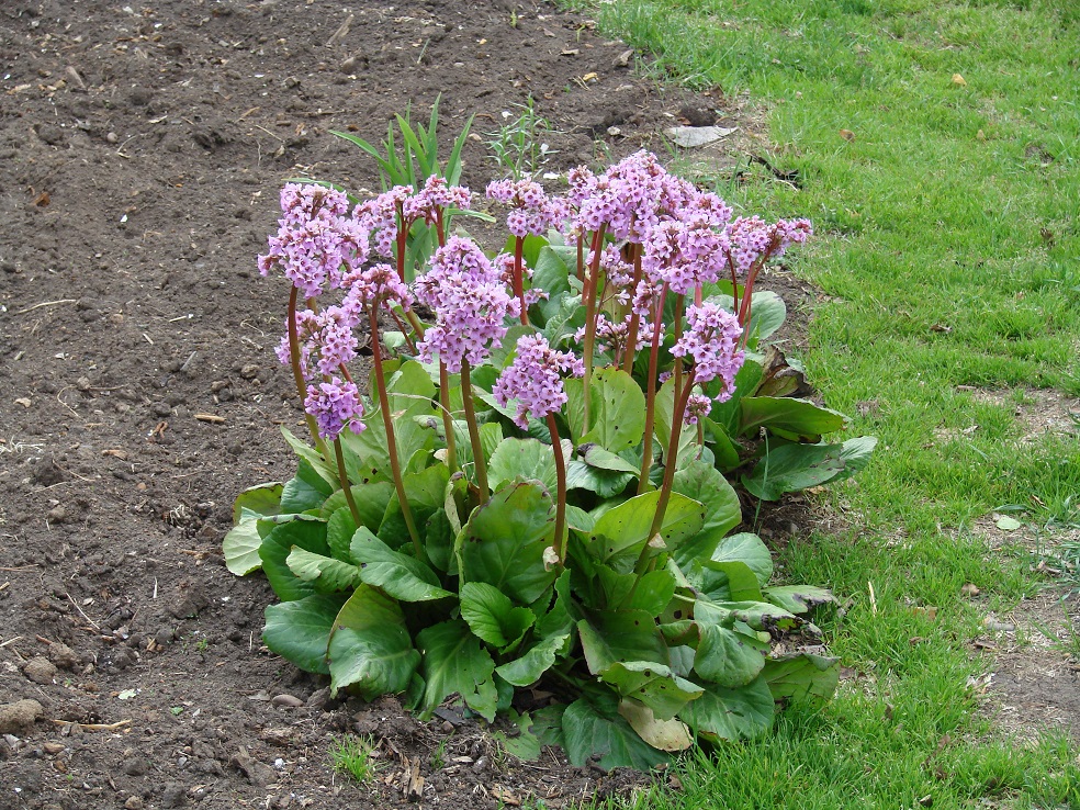 Изображение особи Bergenia crassifolia.