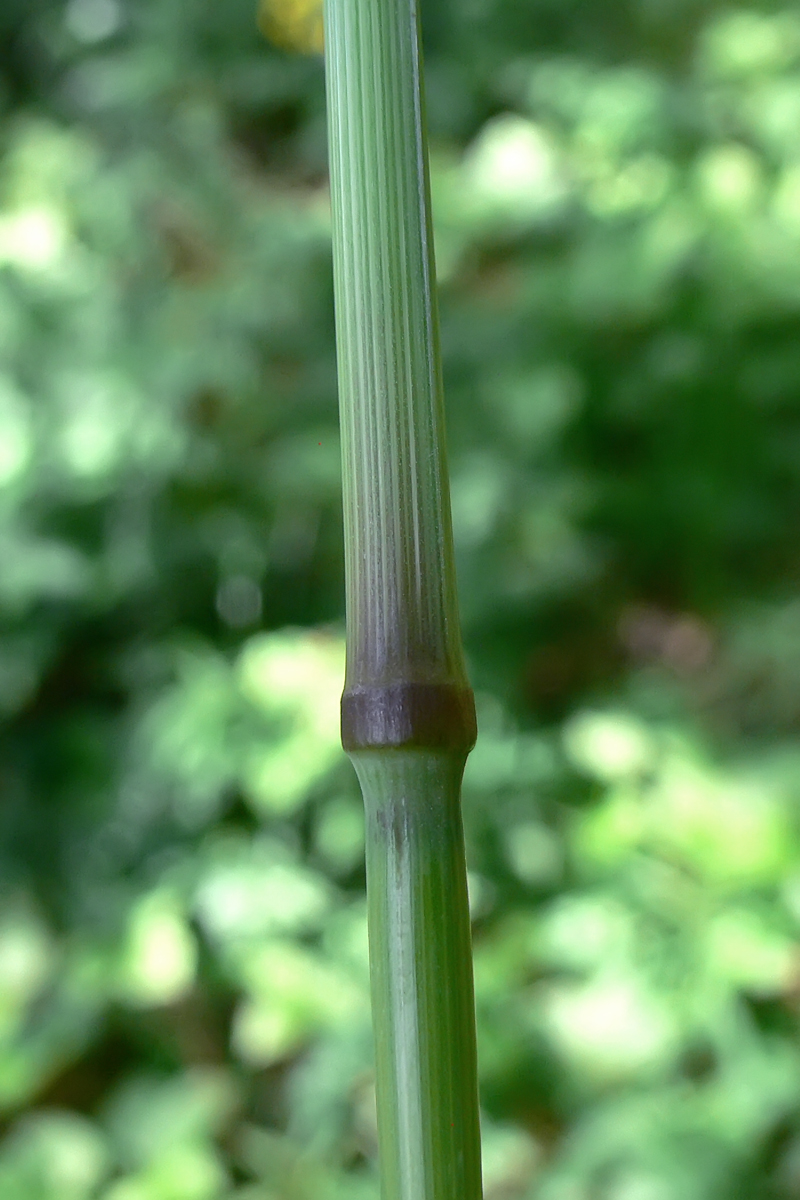 Изображение особи Dactylis glomerata.