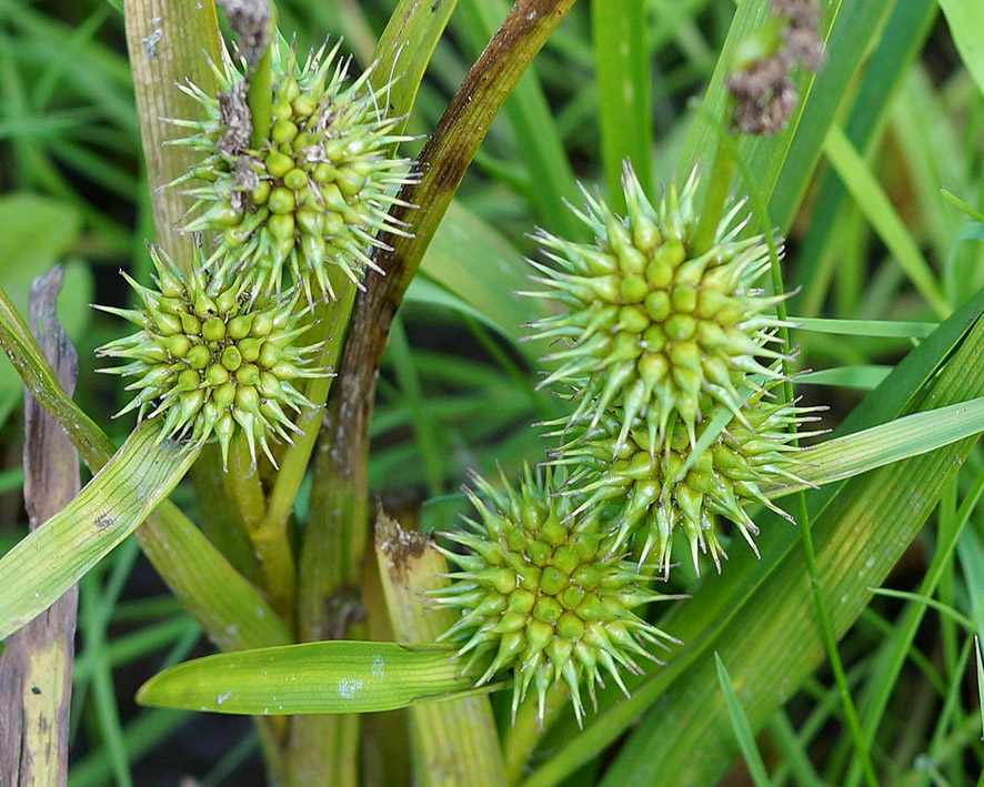 Image of Sparganium emersum specimen.