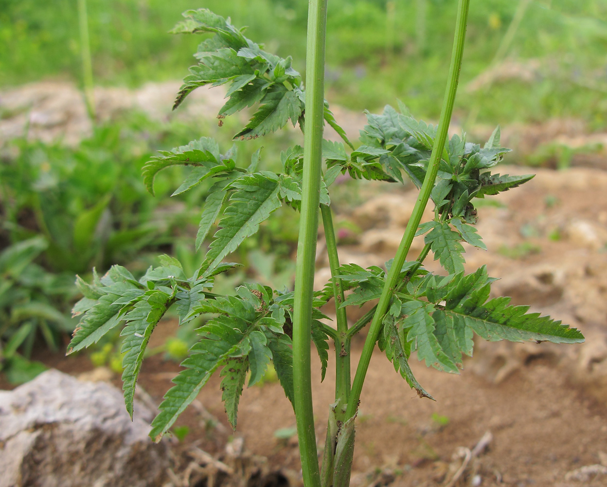 Image of Chaerophyllum rubellum specimen.