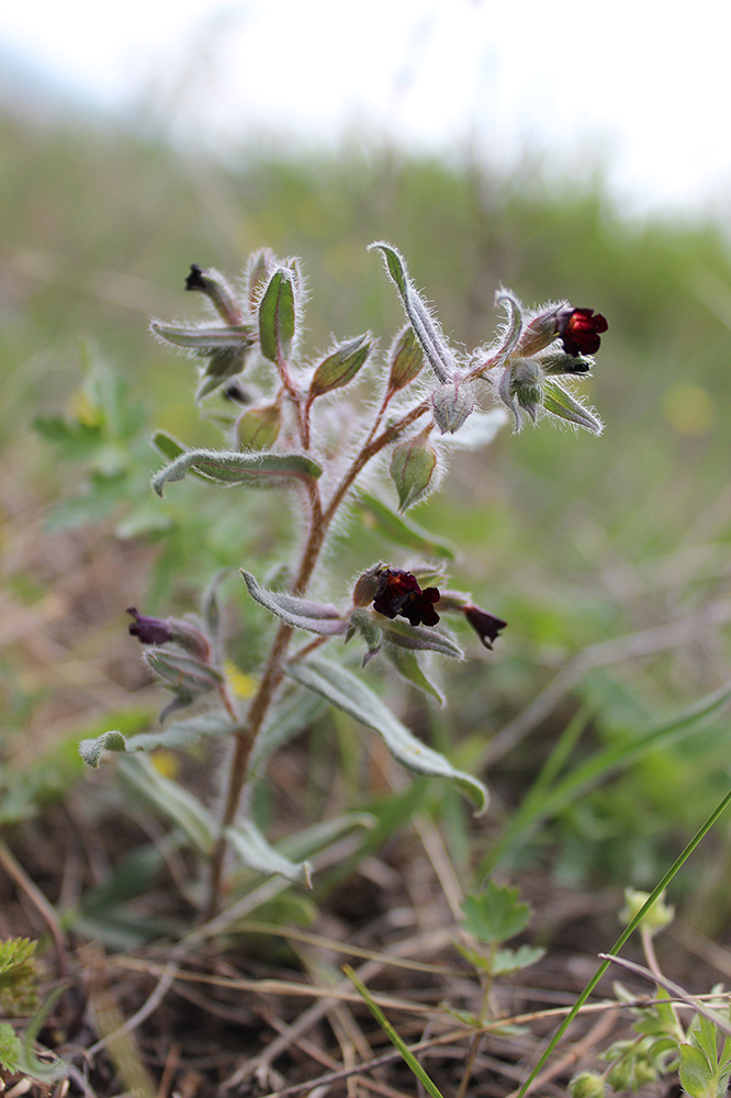 Image of Nonea rossica specimen.