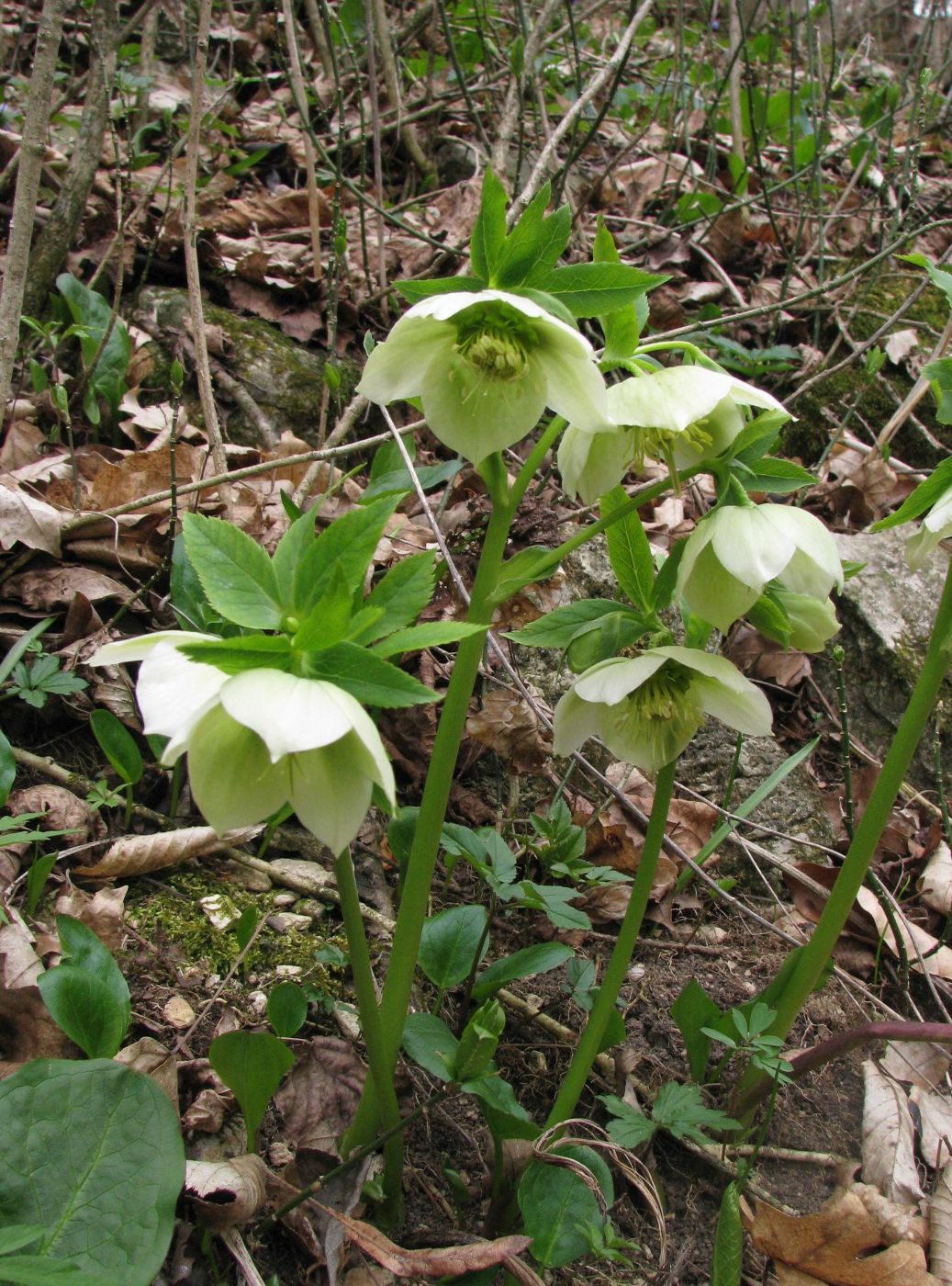 Image of Helleborus caucasicus specimen.