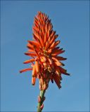 Aloe arborescens