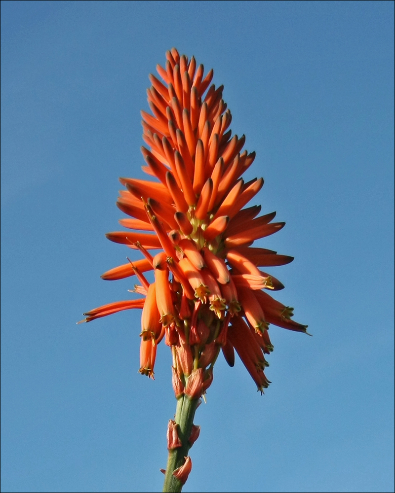 Image of Aloe arborescens specimen.