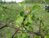 Malus domestica