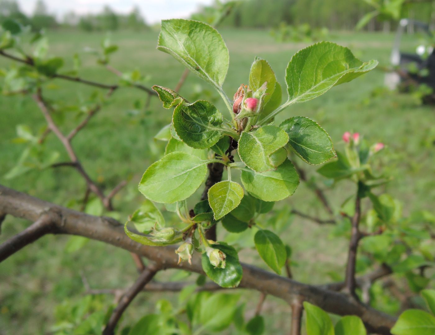 Изображение особи Malus domestica.