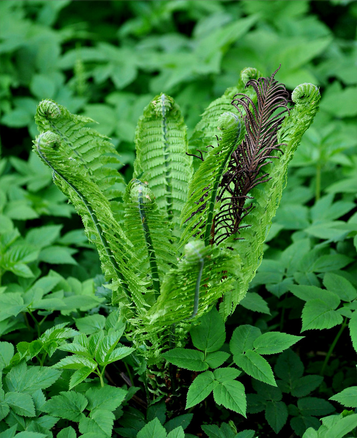 Image of Matteuccia struthiopteris specimen.