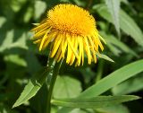 Inula salicina. Верхушка цветущего растения. Новосибирская обл., Мошковский р-н, поляна в лесу. 19.07.2009.