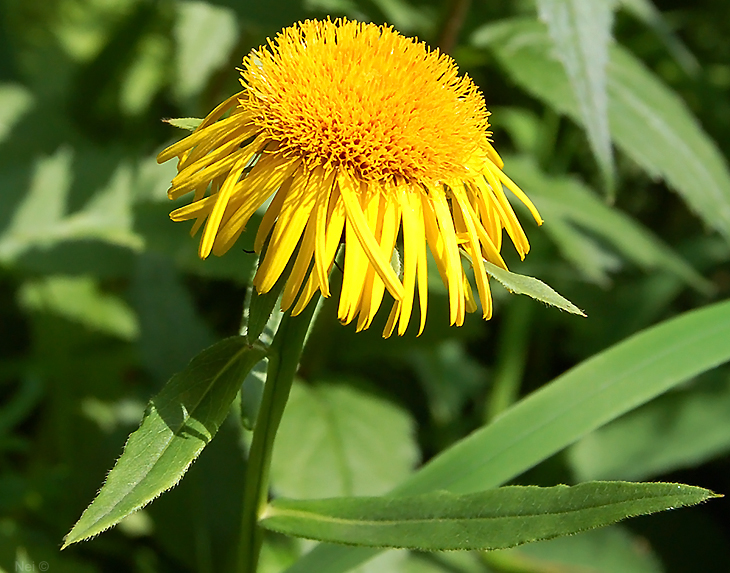 Image of Inula salicina specimen.