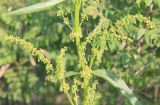 Rumex patientia подвид orientalis. Часть побега. Украина, Днепропетровская обл., Криворожский р-н, окр. с. Вольный Табор, дно оврага на правом борте балки. 21.05.2016.