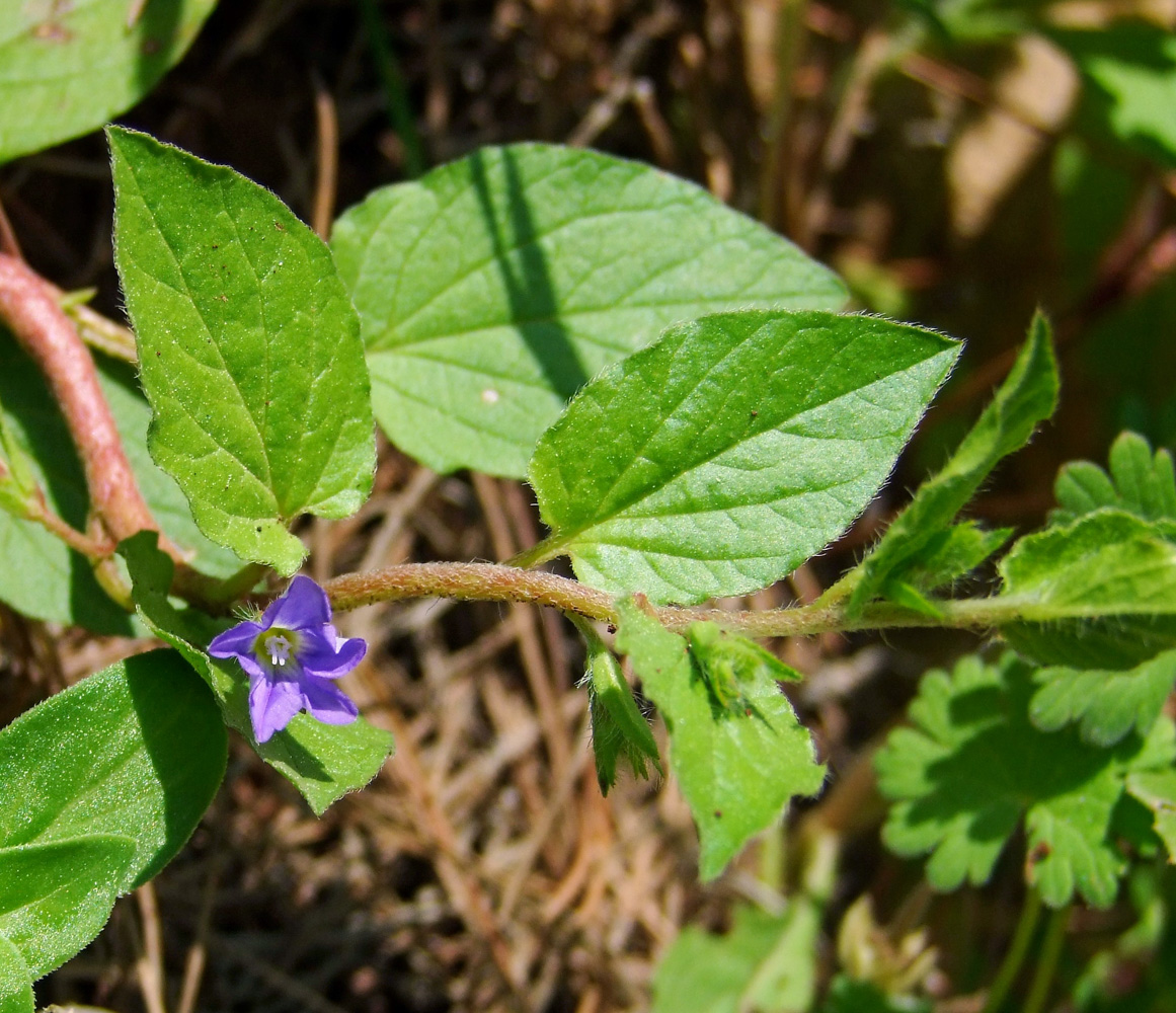 Image of Convolvulus siculus specimen.