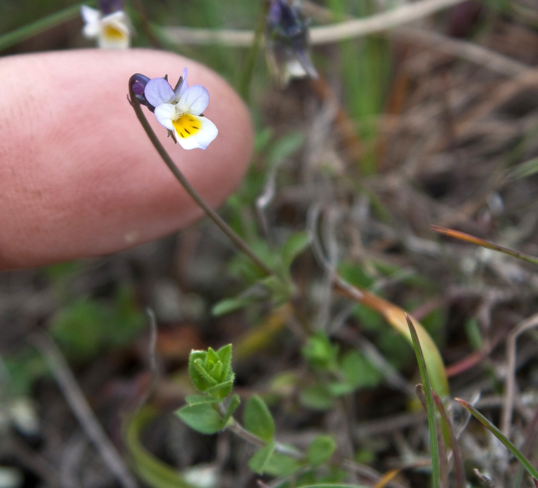 Image of genus Viola specimen.