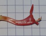 Holmskioldia sanguinea