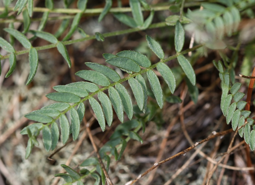 Image of Oxytropis mandshurica specimen.