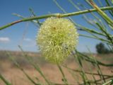 Calligonum × macrocarpum. Плод. Южный Казахстан, Жамбылская обл., окр. с. Акыртобе; южная часть песков Мойынкум, полузакреплённые пески. 4 июня 2016 г.