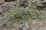 Capparis herbacea