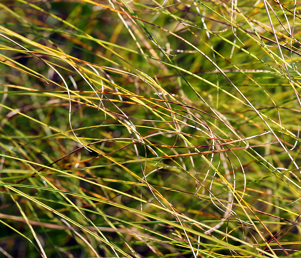 Image of Carex praecox specimen.