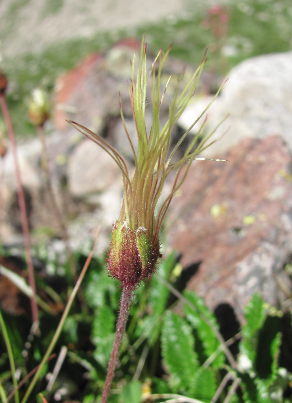 Image of Dryas caucasica specimen.