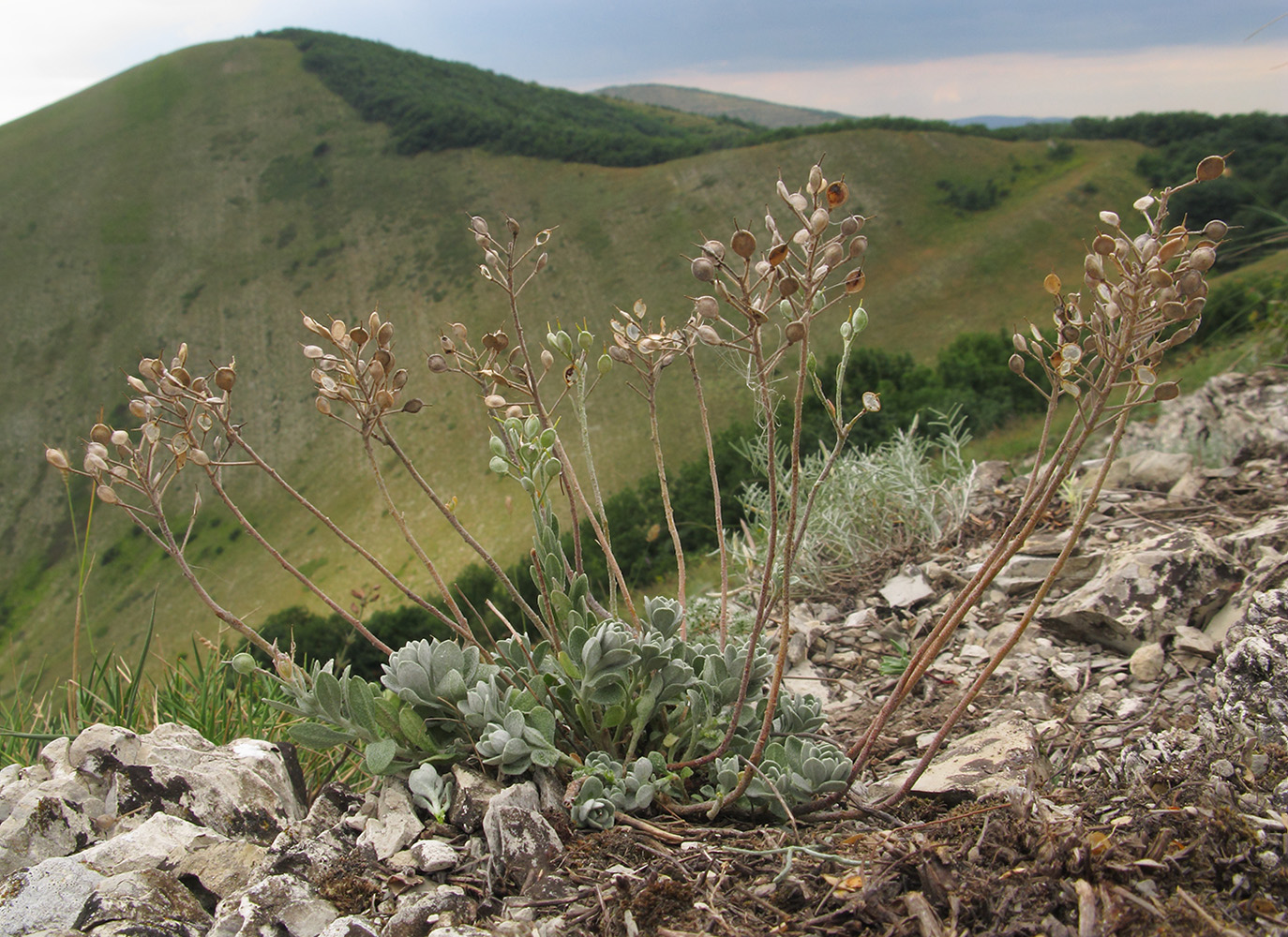 Image of Alyssum trichostachyum specimen.
