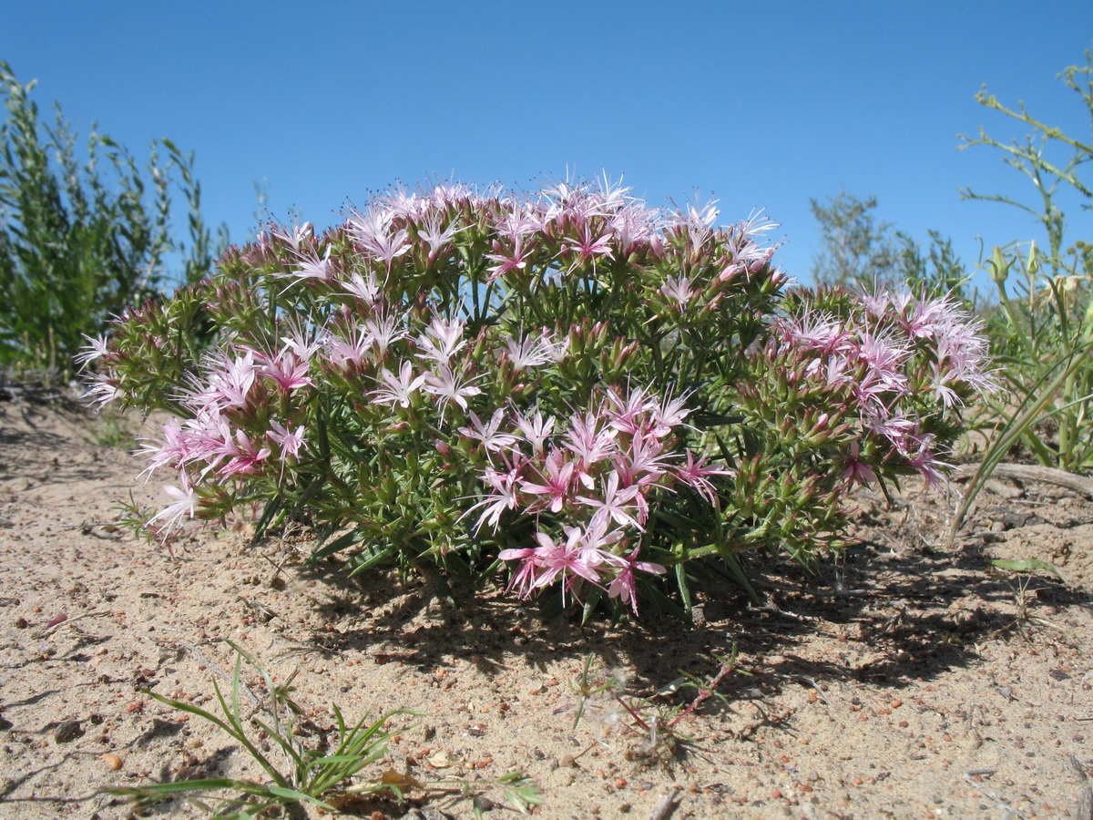 Изображение особи Acanthophyllum borsczowii.